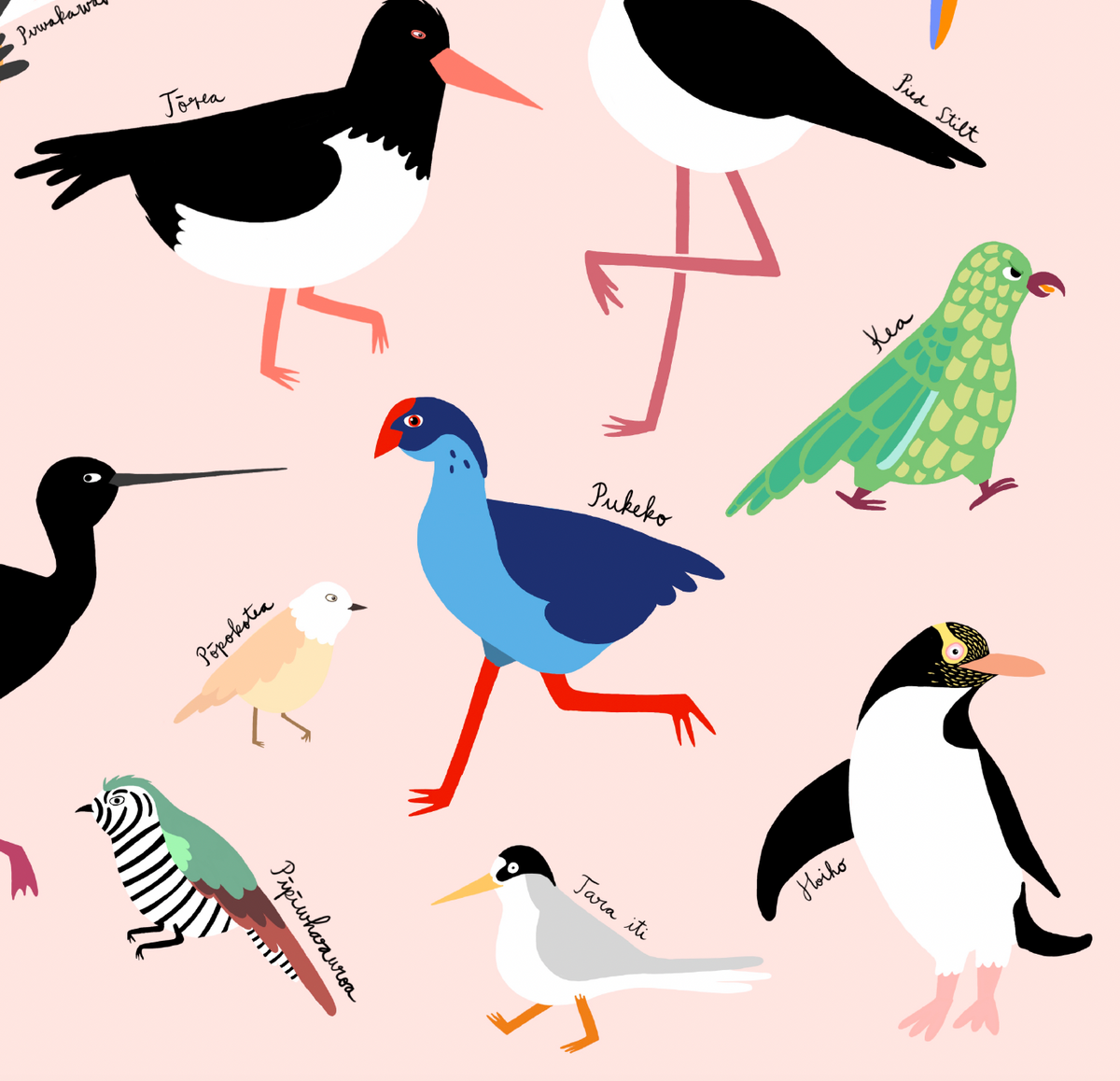 New Zealand Birds