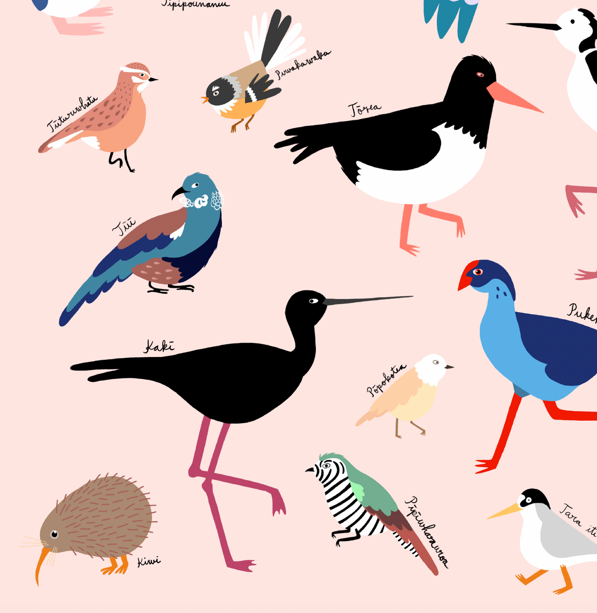 New Zealand Birds