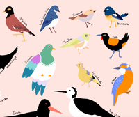 New Zealand Birds