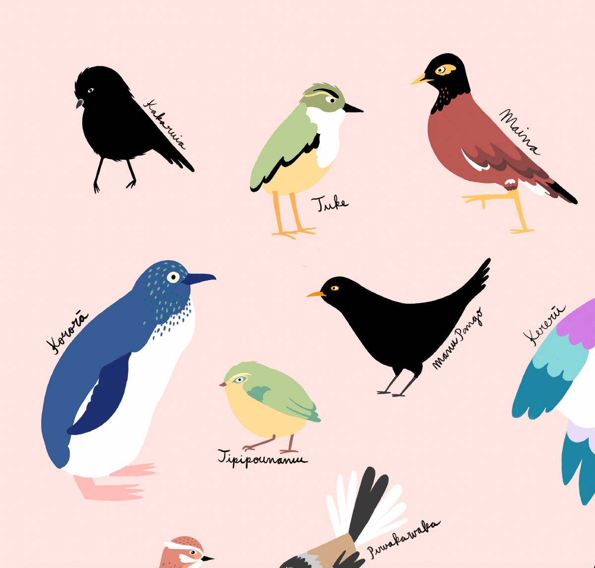 New Zealand Birds